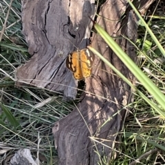 Heteronympha merope (Common Brown Butterfly) at Bruce Ridge to Gossan Hill - 25 Mar 2022 by JVR