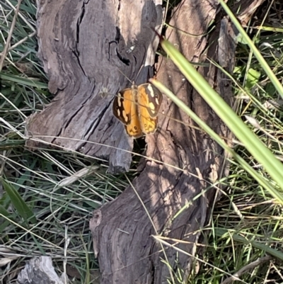 Heteronympha merope (Common Brown Butterfly) at Bruce Ridge to Gossan Hill - 25 Mar 2022 by JVR