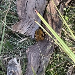 Heteronympha merope at Bruce, ACT - 25 Mar 2022