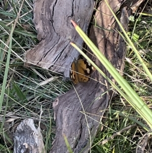 Heteronympha merope at Bruce, ACT - 25 Mar 2022