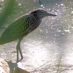 Nycticorax caledonicus (Nankeen Night-Heron) at Wodonga Regional Park - 24 Mar 2022 by KylieWaldon