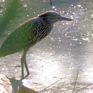 Nycticorax caledonicus at Bandiana, VIC - 25 Mar 2022 08:15 AM