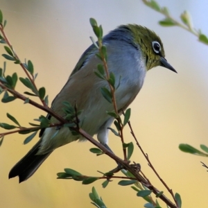 Zosterops lateralis at Killara, VIC - 25 Mar 2022 08:22 AM