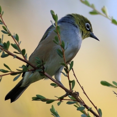 Zosterops lateralis (Silvereye) at Wodonga - 24 Mar 2022 by KylieWaldon