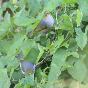 Zosterops lateralis at Killara, VIC - 25 Mar 2022 08:22 AM
