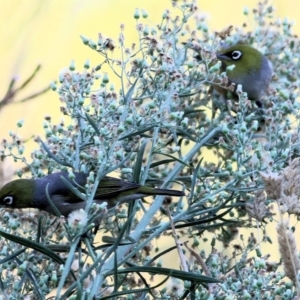 Zosterops lateralis at Killara, VIC - 25 Mar 2022