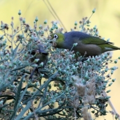 Zosterops lateralis at Killara, VIC - 25 Mar 2022 08:22 AM