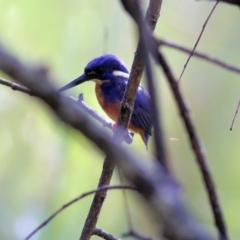 Ceyx azureus (Azure Kingfisher) at Wodonga Regional Park - 24 Mar 2022 by KylieWaldon