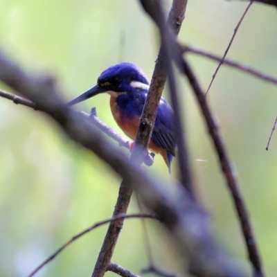 Ceyx azureus (Azure Kingfisher) at Wodonga - 24 Mar 2022 by KylieWaldon