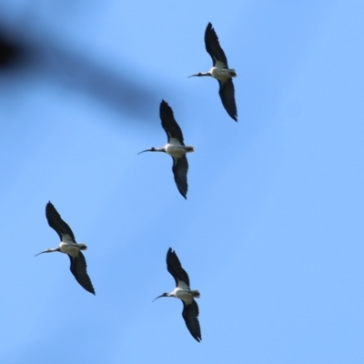 Threskiornis spinicollis (Straw-necked Ibis) at Wodonga Regional Park - 24 Mar 2022 by KylieWaldon