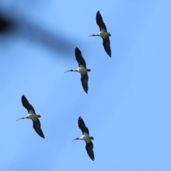 Threskiornis spinicollis (Straw-necked Ibis) at Bandiana, VIC - 24 Mar 2022 by KylieWaldon