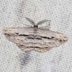 Scioglyptis loxographa (Light Grey Bark Moth) at O'Connor, ACT - 22 Mar 2022 by ibaird