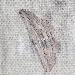 Scioglyptis (genus) (Bark Moth) at O'Connor, ACT - 22 Mar 2022 by ibaird