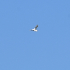 Ardea alba (Great Egret) at Wodonga Regional Park - 24 Mar 2022 by KylieWaldon