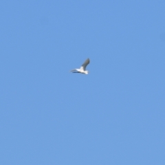 Ardea alba (Great Egret) at Killara, VIC - 25 Mar 2022 by KylieWaldon