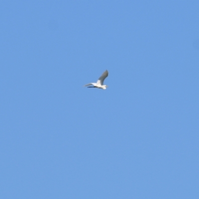 Ardea alba (Great Egret) at Wodonga - 24 Mar 2022 by KylieWaldon