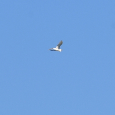 Ardea alba (Great Egret) at Wodonga Regional Park - 24 Mar 2022 by KylieWaldon