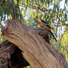 Platycercus elegans flaveolus (Yellow Rosella) at Wodonga - 24 Mar 2022 by KylieWaldon