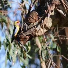 Platycercus elegans flaveolus at Bandiana, VIC - 25 Mar 2022 08:40 AM