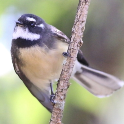 Rhipidura albiscapa (Grey Fantail) at Wodonga Regional Park - 24 Mar 2022 by KylieWaldon