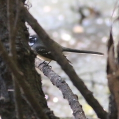 Rhipidura albiscapa at Killara, VIC - 25 Mar 2022