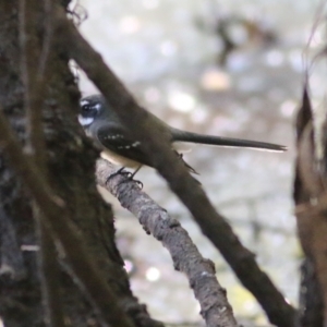 Rhipidura albiscapa at Killara, VIC - 25 Mar 2022 09:29 AM