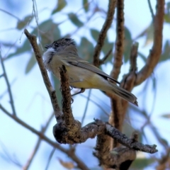 Pachycephala pectoralis (Golden Whistler) at Wodonga Regional Park - 24 Mar 2022 by KylieWaldon