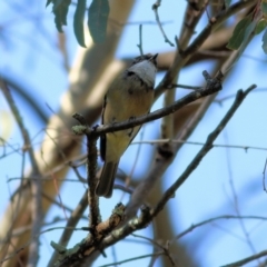 Pachycephala pectoralis at Bandiana, VIC - 25 Mar 2022 09:18 AM