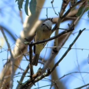 Pachycephala pectoralis at Bandiana, VIC - 25 Mar 2022 09:18 AM