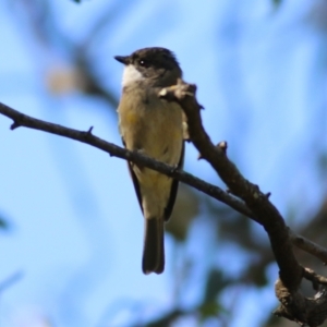 Pachycephala pectoralis at Bandiana, VIC - 25 Mar 2022 09:18 AM