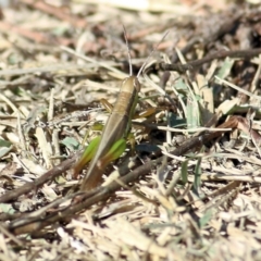 Bermius brachycerus (A grasshopper) at Wodonga - 24 Mar 2022 by KylieWaldon