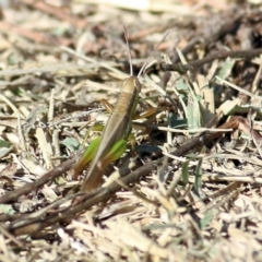 Bermius brachycerus (A grasshopper) at Wodonga Regional Park - 24 Mar 2022 by KylieWaldon