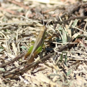 Bermius brachycerus at Bandiana, VIC - 25 Mar 2022