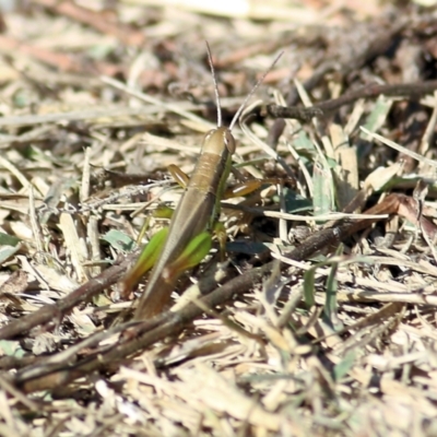 Bermius brachycerus (A grasshopper) at Bandiana, VIC - 24 Mar 2022 by KylieWaldon