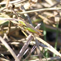 Bermius brachycerus at Bandiana, VIC - 25 Mar 2022