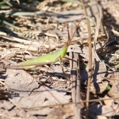 Acrida conica (Giant green slantface) at Bandiana, VIC - 25 Mar 2022 by KylieWaldon