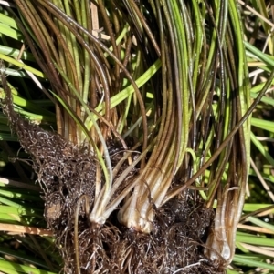 Isoetes muelleri at Mount Clear, ACT - 25 Mar 2022