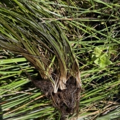 Isoetes muelleri at Mount Clear, ACT - 25 Mar 2022 02:58 PM