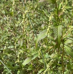 Persicaria hydropiper (Water Pepper) at Mount Clear, ACT - 25 Mar 2022 by JaneR