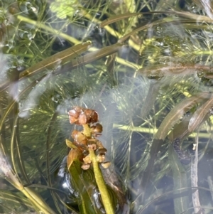 Potamogeton ochreatus at Mount Clear, ACT - 25 Mar 2022