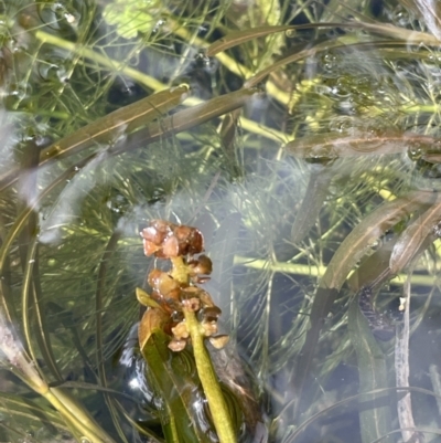 Potamogeton ochreatus (Blunt Pondweed) at Mount Clear, ACT - 25 Mar 2022 by JaneR