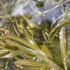 Potamogeton ochreatus at Mount Clear, ACT - 25 Mar 2022