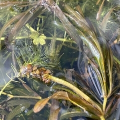 Potamogeton ochreatus at Mount Clear, ACT - 25 Mar 2022