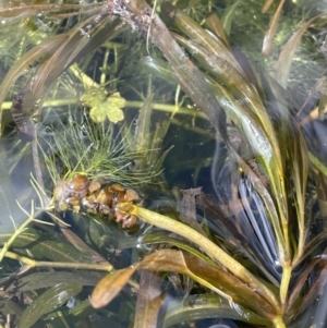 Potamogeton ochreatus at Mount Clear, ACT - 25 Mar 2022