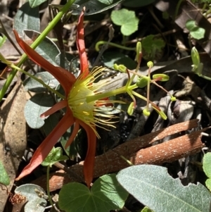Passiflora cinnabarina at Acton, ACT - 25 Mar 2022