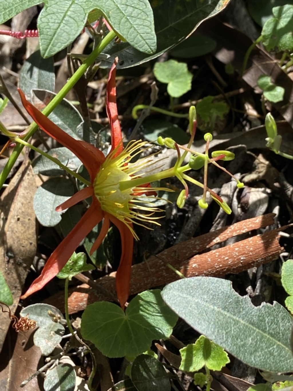 Passiflora cinnabarina at Acton, ACT - 25 Mar 2022