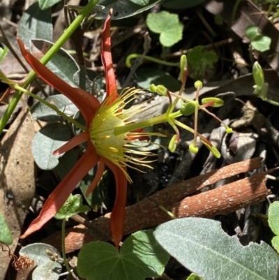 Passiflora cinnabarina (Red Passionflower) at Acton, ACT - 25 Mar 2022 by AJB