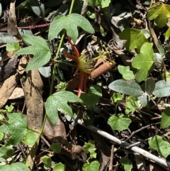 Passiflora cinnabarina at Acton, ACT - 25 Mar 2022 01:39 PM