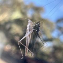 Conocephalus semivittatus (Meadow katydid) at Campbell, ACT - 25 Mar 2022 by JimL