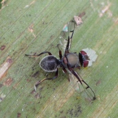 Pogonortalis doclea (Boatman fly) at Murrumbateman, NSW - 24 Mar 2022 by SimoneC